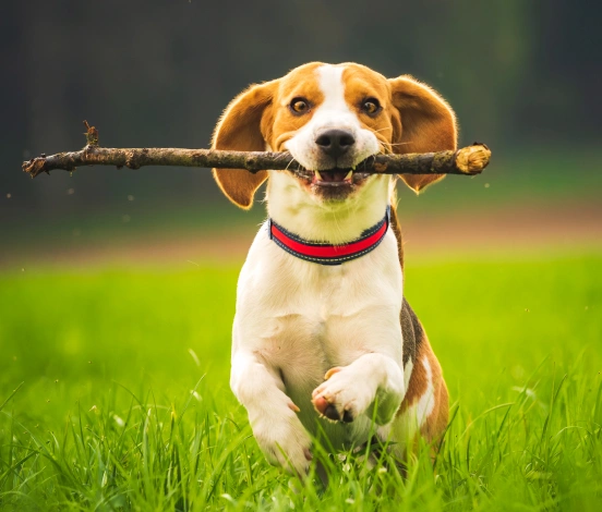 Tu Mascota en Buenas Manos Mientras No Estás