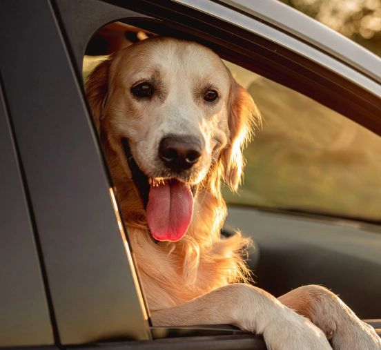 Viaja con Tu Mascota sin Complicaciones