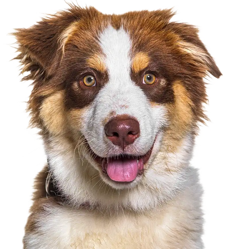 A la Salud y Felicidad de su Mascota