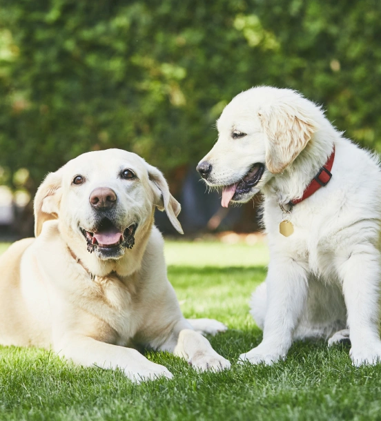 Un Lugar Donde Tu Mascota Es Parte de La Familia