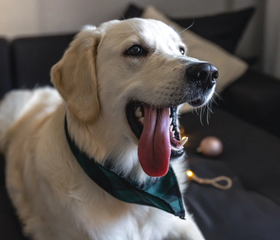 Respuestas Claras para La Salud de Tu Mascota