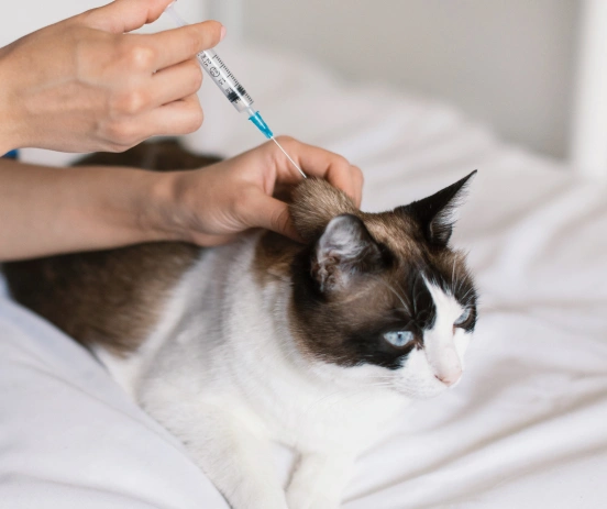 La Forma Más Simple de Proteger a Tu Mascota