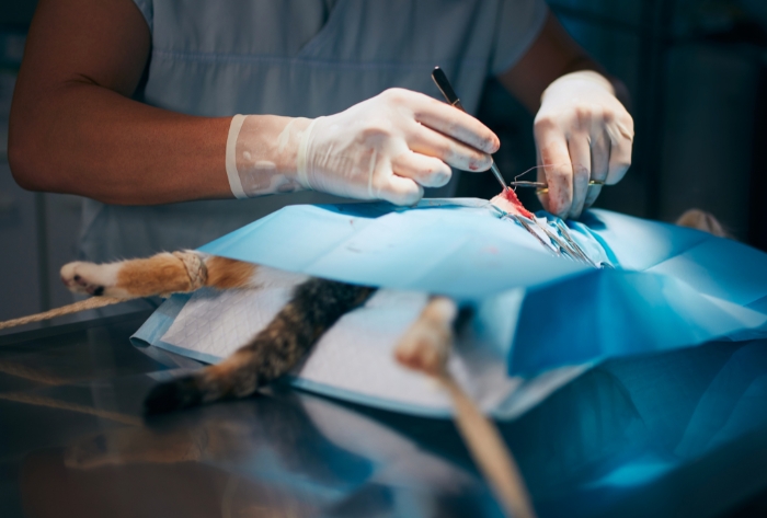 consejos-veterinarios-para-preparar-a-tu-mascota-para-una-cirugia-de-esterilizacion-o-castracion