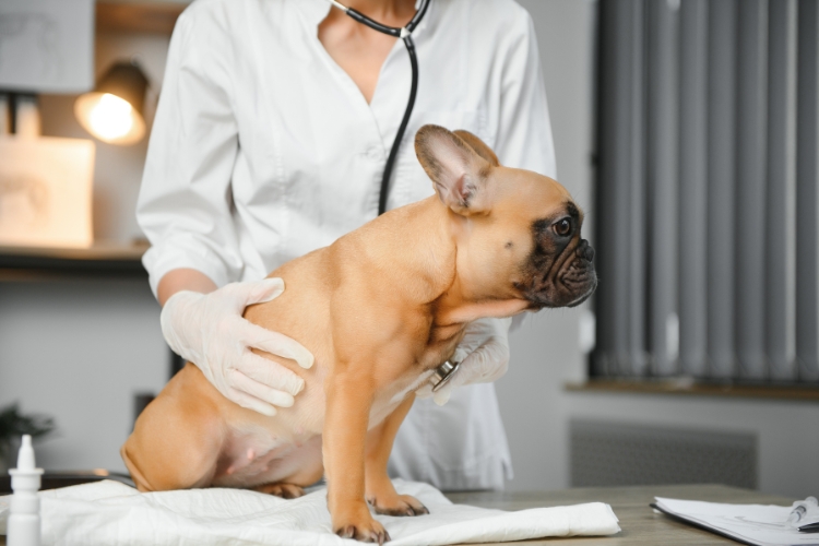 visitas-veterinarias-preventivas-salud-mascota